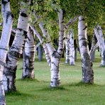 Breza himalájska (Betula utilis) ´JACQUEMONTII´ - výška 180-200 cm, kont. C18L - VIACKMENNÁ